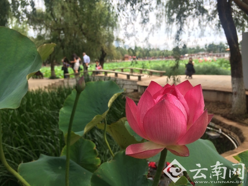 昆明大观楼第十二届荷花节7月1日启幕 “虫虫”带你赏芙蓉荷塘美景