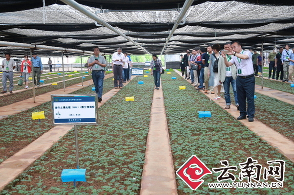  全国中药材资源与生态种植研讨会在石林举行 三七仿生种植技术克服连作障碍