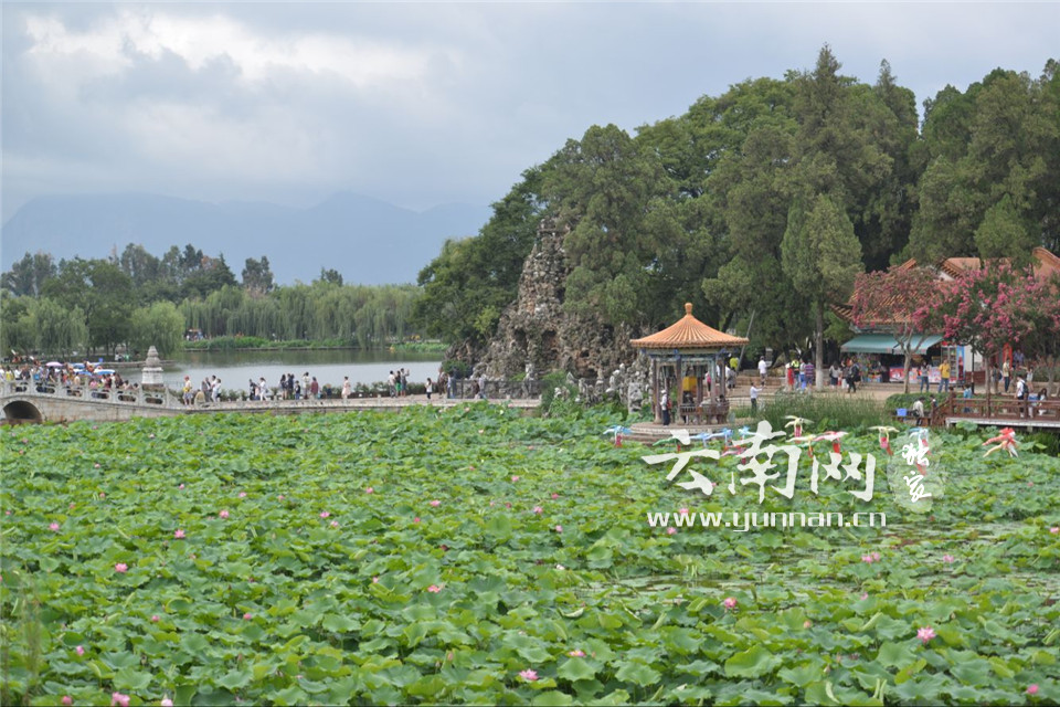 盛花期将至 昆明大观公园500亩荷花陆续开放