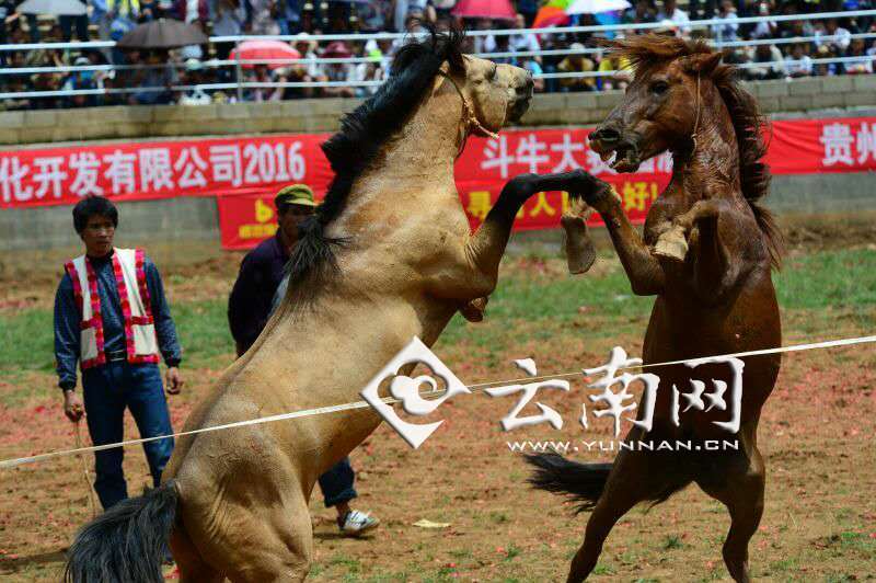斗马？斗马？云南寻甸欢度火把节举行“斗马赛”