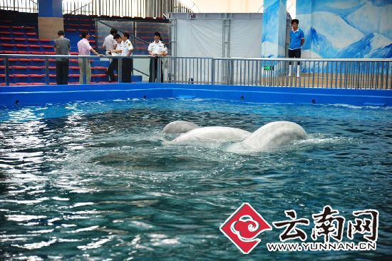  云南出入境检验检疫局助力全国首家“冰雪海洋世界”进口海洋动物项目顺利进行