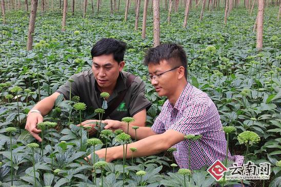  云南祥云县发展中草药材助民增收 年产值达1.7亿元