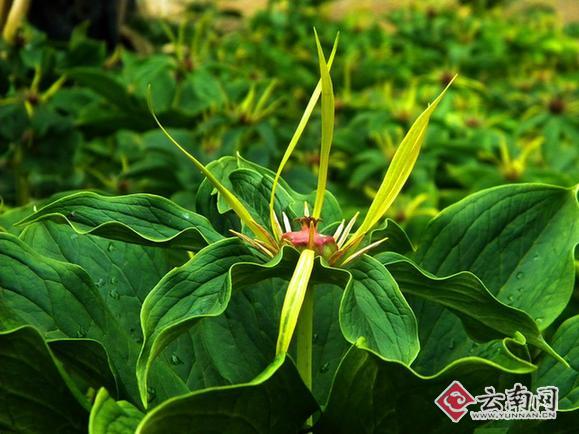  云南祥云县发展中草药材助民增收 年产值达1.7亿元