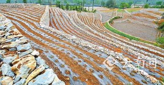 西畴县持续实施石漠化综合治理 乱石山坡造良田(组图)