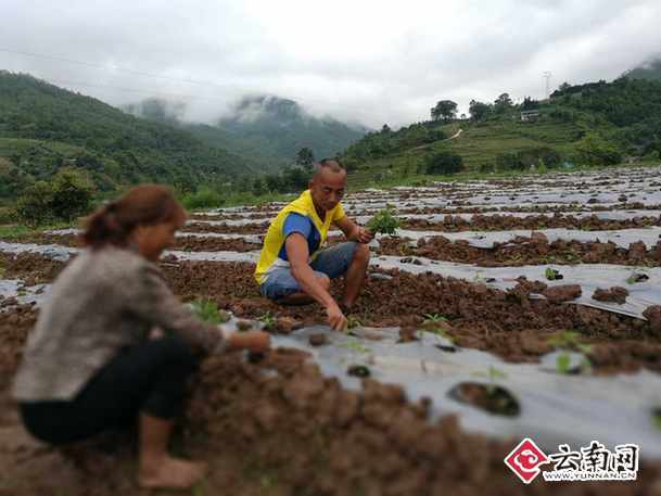 镇沅有多少人口