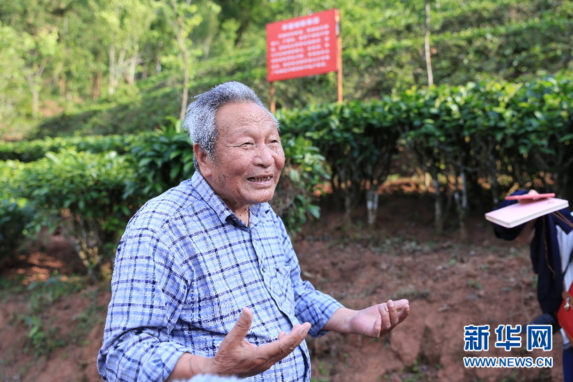 美丽中国长江行台地茶之父肖时英的六十余载云茶探索之路