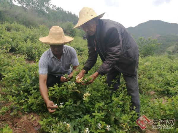 2020年白族有多少人口_白族服饰