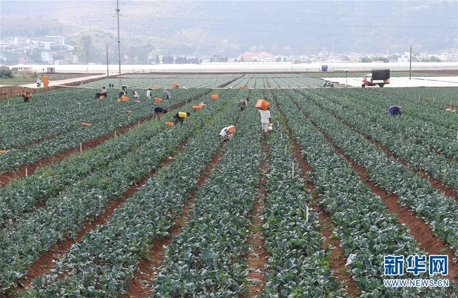 （经济）（1）云南弥勒：高原特色蔬菜种植助农增收
