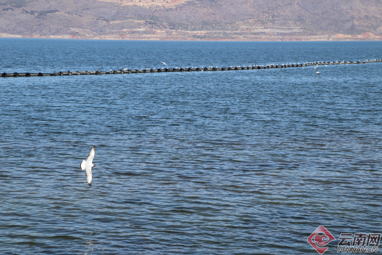 洱海是个湖为什么有海鸥 00300638655_67c22650.jpg