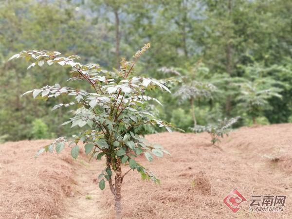 人们可以观鸟,赏花,喝茶,农家乐里打几圈麻将,饭点到了还能吃到刺龙苞