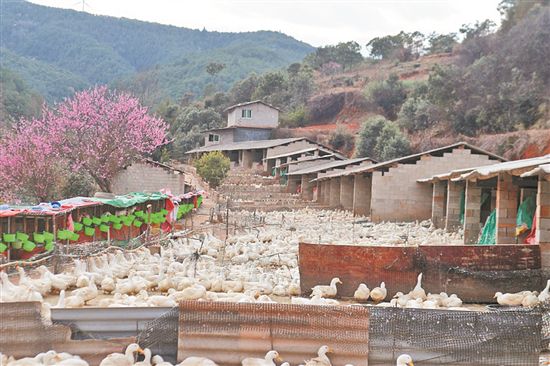 寻甸倘甸镇:农旅结合美景喜人