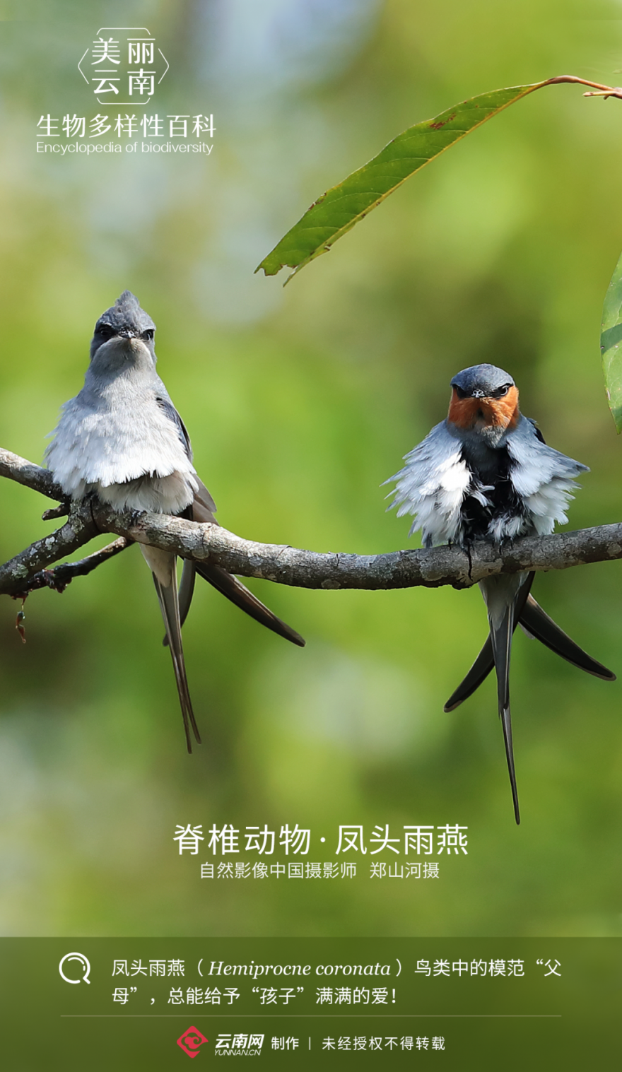 【生物多样性百科】脊椎动物·凤头雨燕:鸟类中的模范