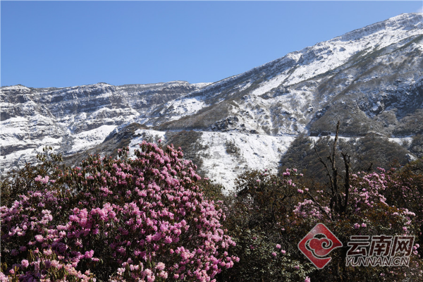 云南网 社会频道 云南看点 正文   目前,轿子雪山山脚的杜鹃花已层层