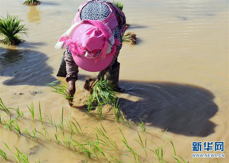 （经济）（3）云南寻甸：传统农耕水稻种植忙