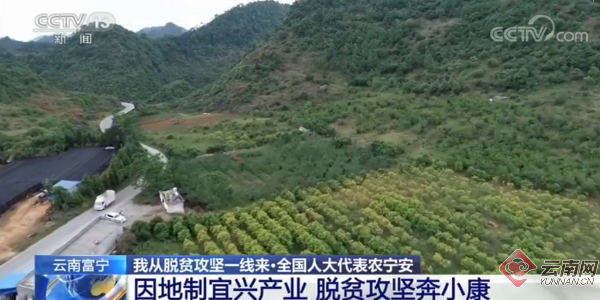 云南代表农宁安:因地制宜兴产业 脱贫攻坚奔小康
