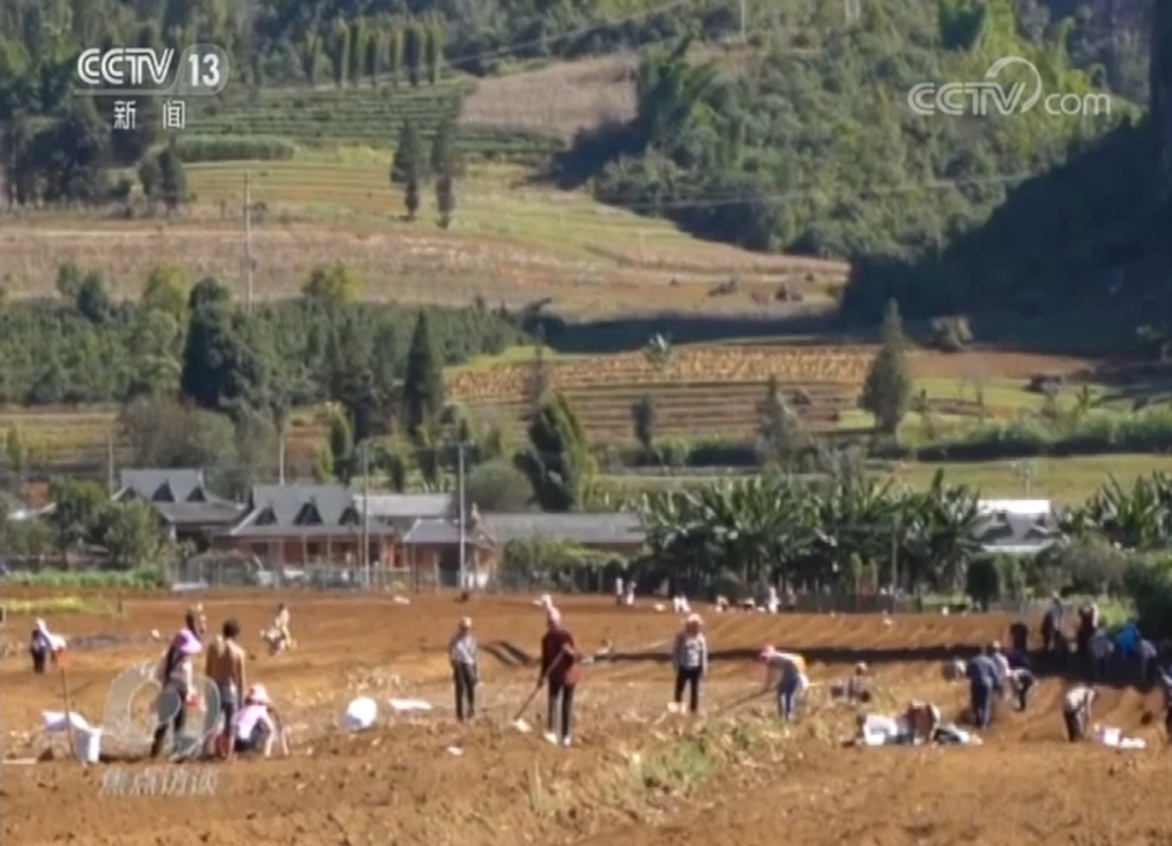 云南蒿枝坝村GDP_云南蒿枝图片