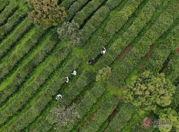 一枝一叶总关情 云南宁洱打造绿色茶产业助农增收