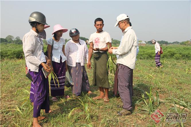 滇缅农业科技合作成果丰硕