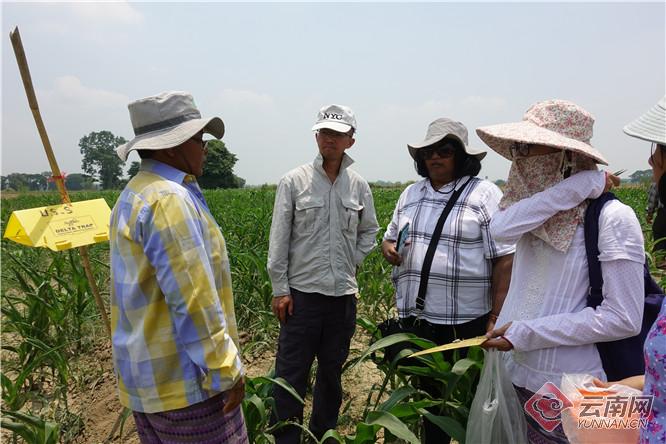 滇缅农业科技合作成果丰硕