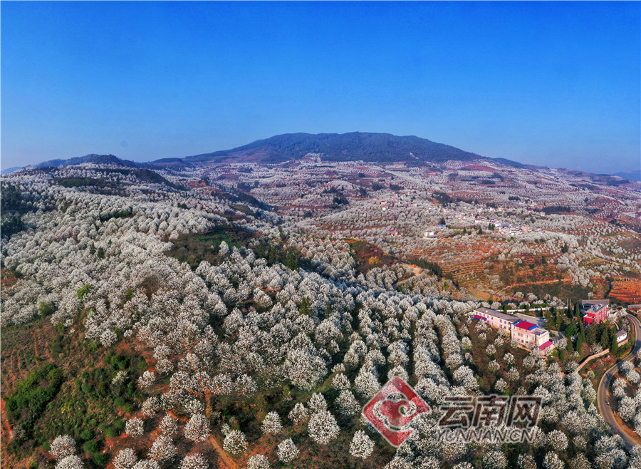 云南个旧市:加级寨万亩梨花开出最美春天