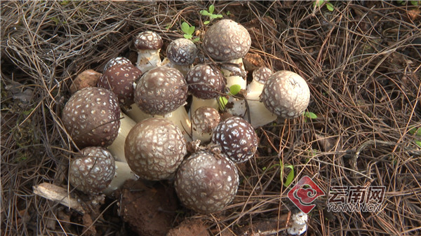 据了解,大球盖菇又名赤松茸,是近年我国从欧洲引进的一种珍稀食用菇种