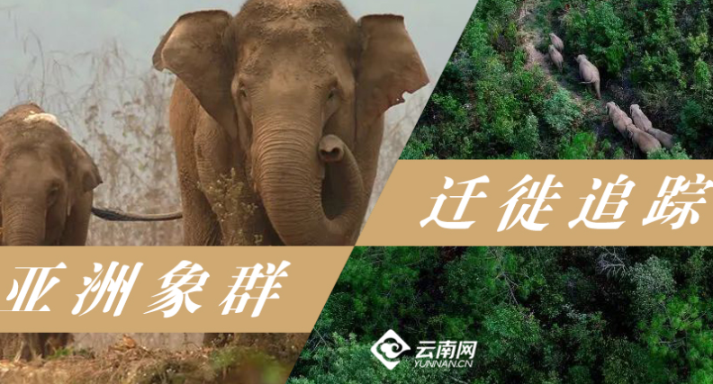 【亚洲象群迁移追踪】15头野生亚洲象为何一路“逛吃”北迁？