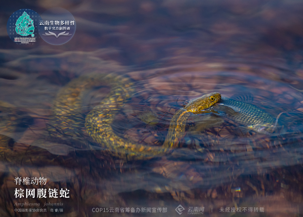 蛇是有脊椎动物还是没有脊椎动物 00303902626_5564fcd2.jpg