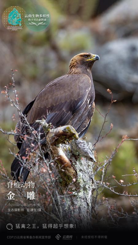 【云南生物多样性数字化百科图谱】脊椎动物·金雕:猛禽之王,猛得超乎