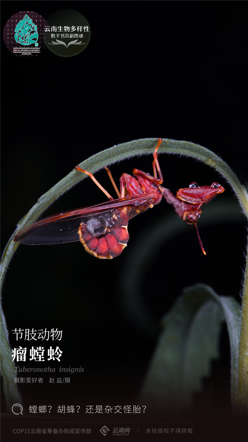 为完全变态昆虫,以小型节肢动物为食.照片拍摄于景洪基诺山.