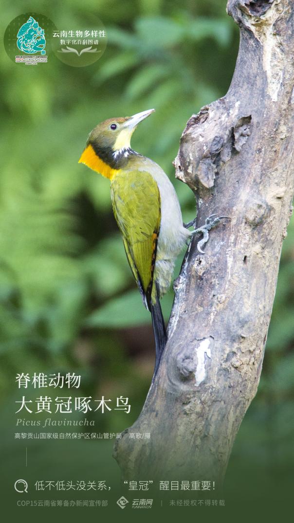 【云南生物多样性数字化百科图谱】大黄冠啄木鸟:低不