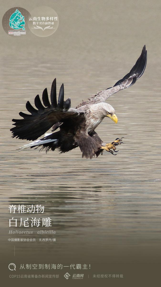 【云南生物多样性数字化百科图谱】白尾海雕:从制空到制海的一代霸主!