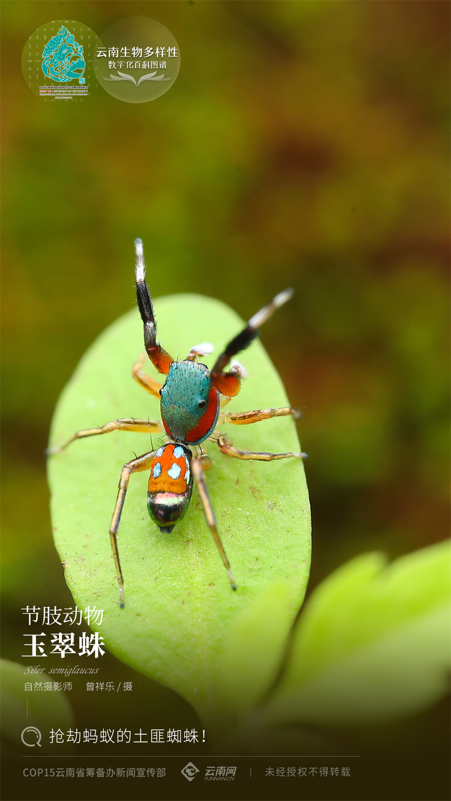 【云南生物多样性数字化百科图谱】玉翠蛛:抢劫蚂蚁的土匪蜘蛛