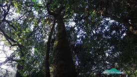 国家二级保护植物野茶树，是普洱茶的源头