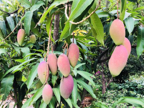 漠沙镇：种下万亩水果产业带，打造四季 精品“果篮”