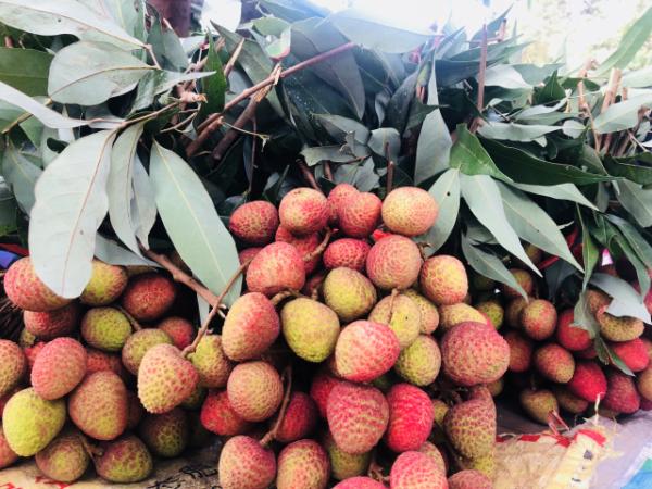 漠沙镇：种下万亩水果产业带，打造四季 精品“果篮”