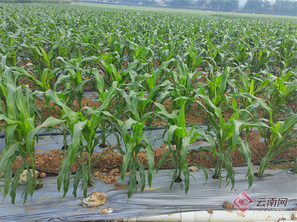 糯玉米种植时间河南 00307445611_2bb5e7e4.jpg