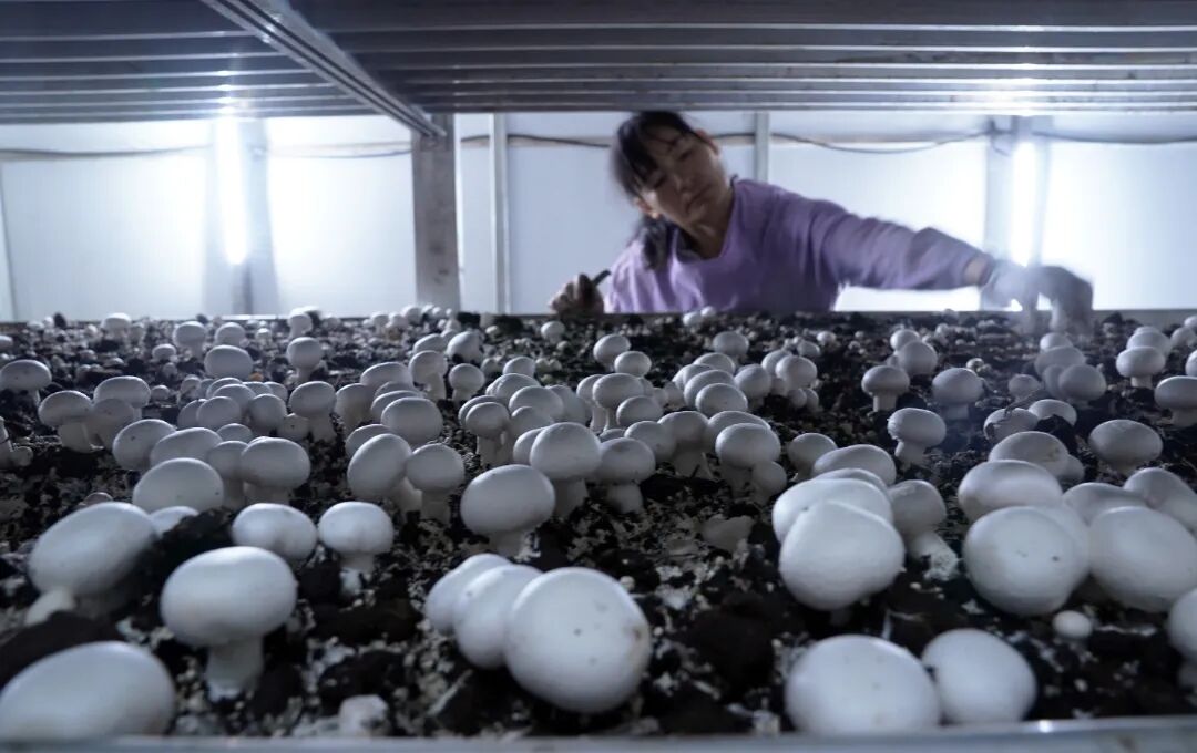 工人正在采摘双孢菇2.JPG