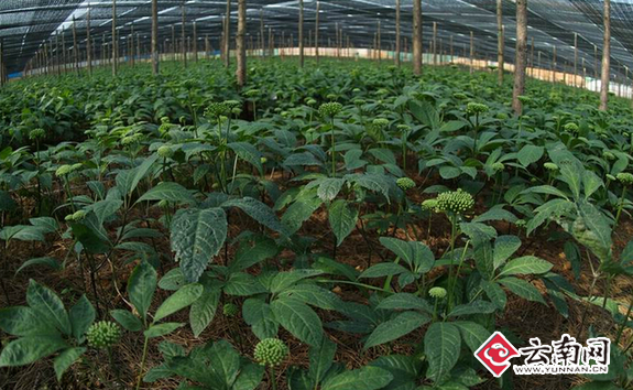 文山三七规模化种植(资料图)