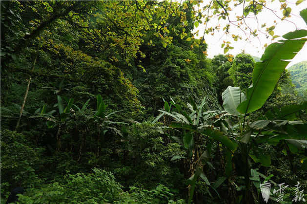 阴阳泉瀑布热带雨林的代表乔木板根李正波(右)介绍植物类型艰难前行