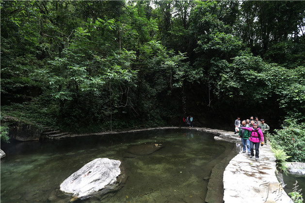 走进热带雨林感受自然魅力
