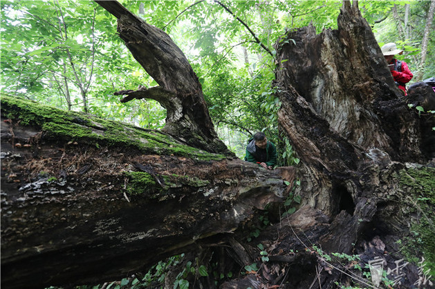 熱帶雨林的代表喬木板根李正波(右)介紹植物類型艱難