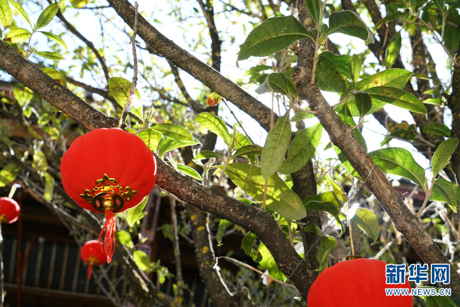 丽江古城的树上大多都挂上了喜庆的红灯笼新华网 丁凝 摄