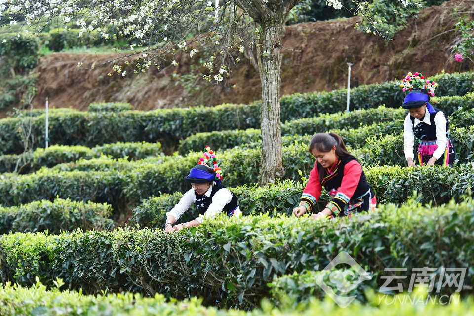 南涧罗伯克茶场图片