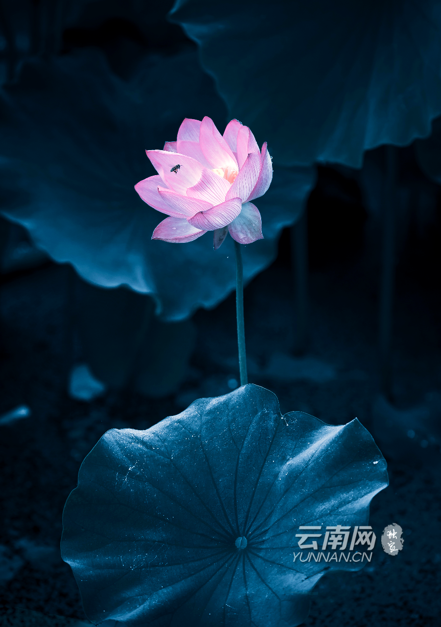 "冷色系"荷花惊艳到你了吗?