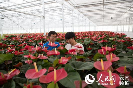 园区花卉产业蓬勃发展 人民网 薛丹 摄