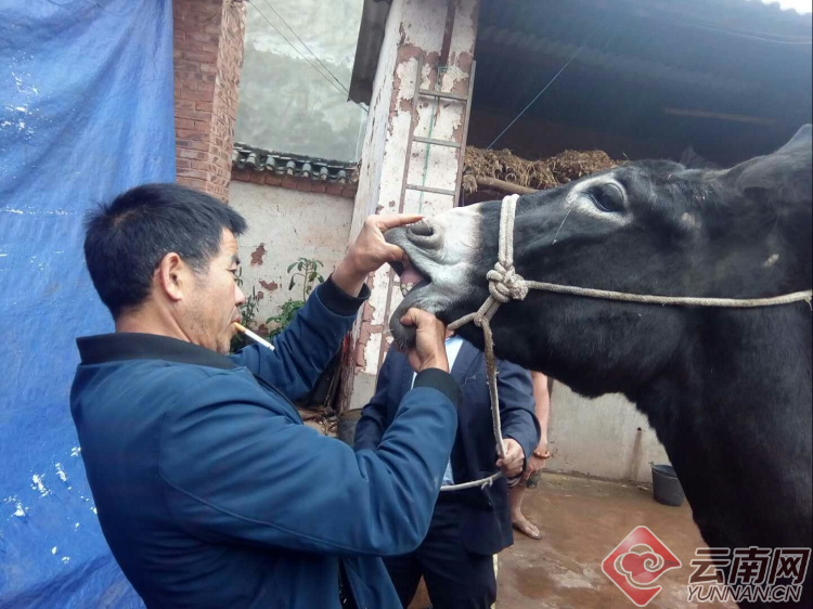 【脱贫攻坚农民手机摄影大赛作品展示】看牙口