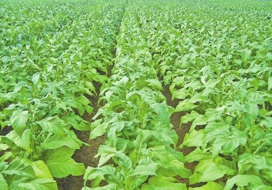 打造现代农业样板 助力决胜脱贫攻坚 云南烟叶种植为经济社会发展做出