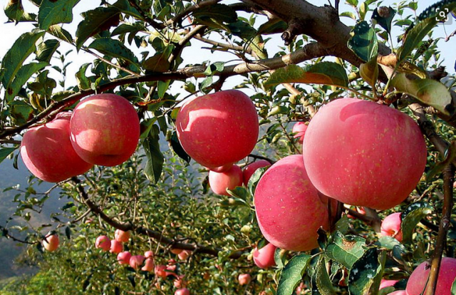 得天独厚的气候及土壤优势,让昭通成为中国南方最优质的苹果生产基地