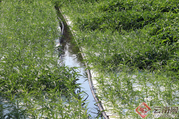 玉溪通海:生态浮岛种蔬菜 洁水食用两不误_科教_云南频道_云南网