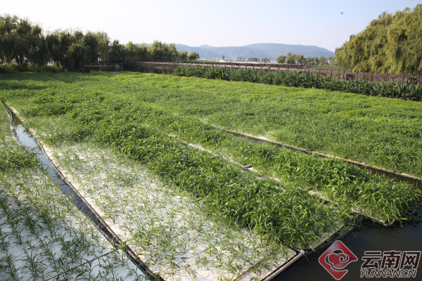 玉溪通海:生态浮岛种蔬菜 洁水食用两不误_科教_云南频道_云南网